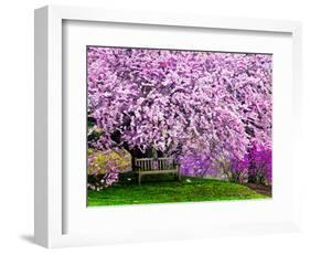 Wooden Bench under Cherry Blossom Tree in Winterthur Gardens, Wilmington, Delaware, Usa-Jay O'brien-Framed Photographic Print