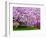 Wooden Bench under Cherry Blossom Tree in Winterthur Gardens, Wilmington, Delaware, Usa-Jay O'brien-Framed Photographic Print