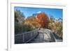 Wooden boardwalk in the autumn-Lisa Engelbrecht-Framed Photographic Print