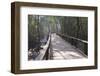 Wooden Boardwalk over Swamps in the UNESCO World Heritage Site Sundarbans, Bangladesh, Asia-Michael Runkel-Framed Photographic Print