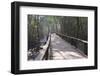 Wooden Boardwalk over Swamps in the UNESCO World Heritage Site Sundarbans, Bangladesh, Asia-Michael Runkel-Framed Photographic Print