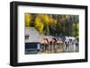 Wooden boathouses, lake Koenigssee, Berchtesgaden NP, Bavaria, Germany-Martin Zwick-Framed Photographic Print