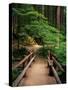 Wooden Bridge Along Sol Duc Falls Trail-James Randklev-Stretched Canvas