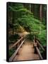 Wooden Bridge Along Sol Duc Falls Trail-James Randklev-Framed Stretched Canvas