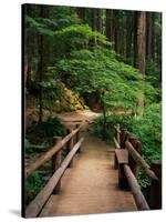 Wooden Bridge Along Sol Duc Falls Trail-James Randklev-Stretched Canvas