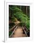 Wooden Bridge Along Sol Duc Falls Trail-James Randklev-Framed Photographic Print