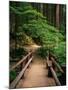 Wooden Bridge Along Sol Duc Falls Trail-James Randklev-Mounted Photographic Print