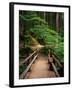 Wooden Bridge Along Sol Duc Falls Trail-James Randklev-Framed Photographic Print