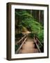 Wooden Bridge Along Sol Duc Falls Trail-James Randklev-Framed Photographic Print