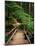 Wooden Bridge Along Sol Duc Falls Trail-James Randklev-Mounted Photographic Print