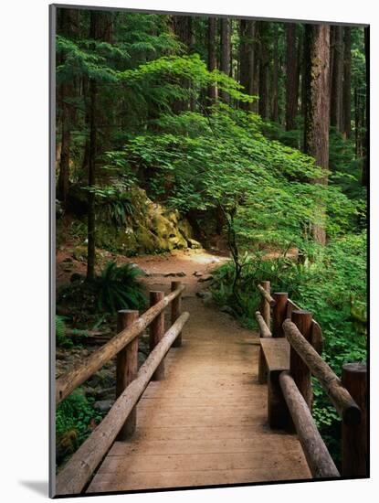Wooden Bridge Along Sol Duc Falls Trail-James Randklev-Mounted Photographic Print