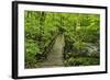 Wooden Bridge, Holzbachtal, Westerwald, Rhineland-Palatinate, Germany, Europe-Jochen Schlenker-Framed Photographic Print