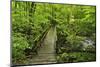 Wooden Bridge, Holzbachtal, Westerwald, Rhineland-Palatinate, Germany, Europe-Jochen Schlenker-Mounted Premium Photographic Print