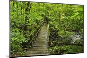 Wooden Bridge, Holzbachtal, Westerwald, Rhineland-Palatinate, Germany, Europe-Jochen Schlenker-Mounted Photographic Print