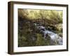 Wooden Bridge Over a Flowing Stream-null-Framed Premium Photographic Print