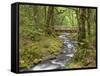 Wooden Bridge over Gorton Creek, Columbia River Gorge, Oregon, USA-Jaynes Gallery-Framed Stretched Canvas