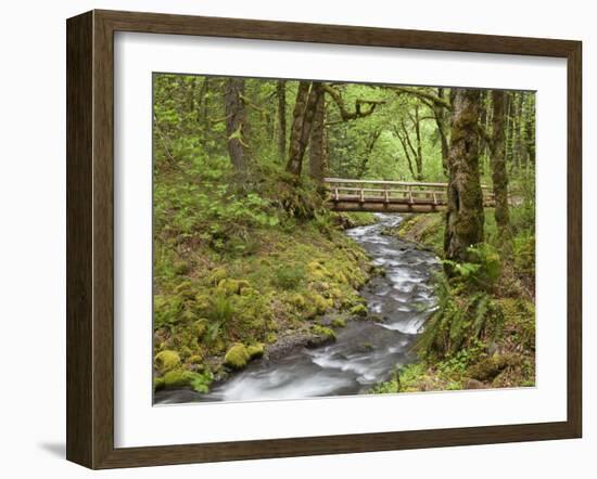 Wooden Bridge over Gorton Creek, Columbia River Gorge, Oregon, USA-Jaynes Gallery-Framed Premium Photographic Print