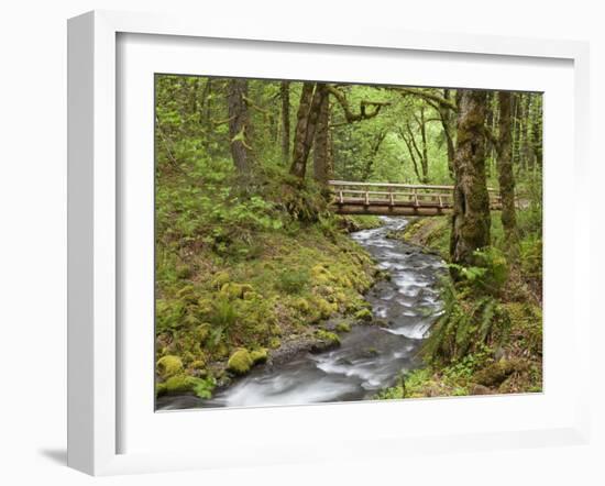 Wooden Bridge over Gorton Creek, Columbia River Gorge, Oregon, USA-Jaynes Gallery-Framed Premium Photographic Print