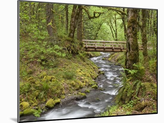 Wooden Bridge over Gorton Creek, Columbia River Gorge, Oregon, USA-Jaynes Gallery-Mounted Premium Photographic Print