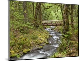 Wooden Bridge over Gorton Creek, Columbia River Gorge, Oregon, USA-Jaynes Gallery-Mounted Premium Photographic Print