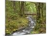 Wooden Bridge over Gorton Creek, Columbia River Gorge, Oregon, USA-Jaynes Gallery-Mounted Photographic Print