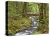 Wooden Bridge over Gorton Creek, Columbia River Gorge, Oregon, USA-Jaynes Gallery-Stretched Canvas