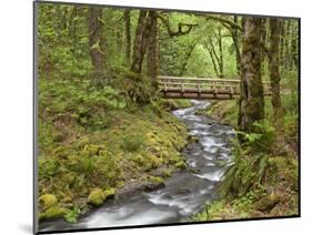 Wooden Bridge over Gorton Creek, Columbia River Gorge, Oregon, USA-Jaynes Gallery-Mounted Photographic Print