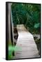Wooden Bridge over River in Jungle Photo Poster Print-null-Framed Poster