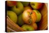 Wooden Bucket Filled with Freshly Picked Gravenstein Apples from a Local Oregon Farm-Cynthia Classen-Stretched Canvas