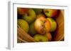 Wooden Bucket Filled with Freshly Picked Gravenstein Apples from a Local Oregon Farm-Cynthia Classen-Framed Photographic Print