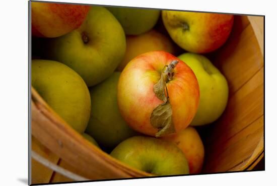 Wooden Bucket Filled with Freshly Picked Gravenstein Apples from a Local Oregon Farm-Cynthia Classen-Mounted Photographic Print