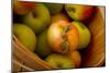 Wooden Bucket Filled with Freshly Picked Gravenstein Apples from a Local Oregon Farm-Cynthia Classen-Mounted Photographic Print