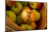 Wooden Bucket Filled with Freshly Picked Gravenstein Apples from a Local Oregon Farm-Cynthia Classen-Mounted Photographic Print