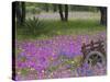 Wooden Cart in Field of Phlox, Blue Bonnets, and Oak Trees, Near Devine, Texas, USA-Darrell Gulin-Stretched Canvas