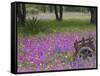 Wooden Cart in Field of Phlox, Blue Bonnets, and Oak Trees, Near Devine, Texas, USA-Darrell Gulin-Framed Stretched Canvas