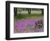 Wooden Cart in Field of Phlox, Blue Bonnets, and Oak Trees, Near Devine, Texas, USA-Darrell Gulin-Framed Photographic Print