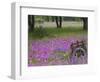 Wooden Cart in Field of Phlox, Blue Bonnets, and Oak Trees, Near Devine, Texas, USA-Darrell Gulin-Framed Photographic Print