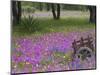 Wooden Cart in Field of Phlox, Blue Bonnets, and Oak Trees, Near Devine, Texas, USA-Darrell Gulin-Mounted Photographic Print