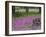 Wooden Cart in Field of Phlox, Blue Bonnets, and Oak Trees, Near Devine, Texas, USA-Darrell Gulin-Framed Photographic Print