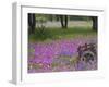 Wooden Cart in Field of Phlox, Blue Bonnets, and Oak Trees, Near Devine, Texas, USA-Darrell Gulin-Framed Photographic Print