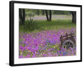 Wooden Cart in Field of Phlox, Blue Bonnets, and Oak Trees, Near Devine, Texas, USA-Darrell Gulin-Framed Photographic Print