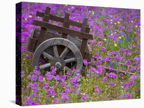 Wooden Cart in Field of Phlox, Blue Bonnets, and Oak Trees, Near Devine, Texas, USA-Darrell Gulin-Stretched Canvas