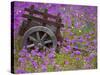 Wooden Cart in Field of Phlox, Blue Bonnets, and Oak Trees, Near Devine, Texas, USA-Darrell Gulin-Stretched Canvas