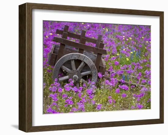 Wooden Cart in Field of Phlox, Blue Bonnets, and Oak Trees, Near Devine, Texas, USA-Darrell Gulin-Framed Photographic Print