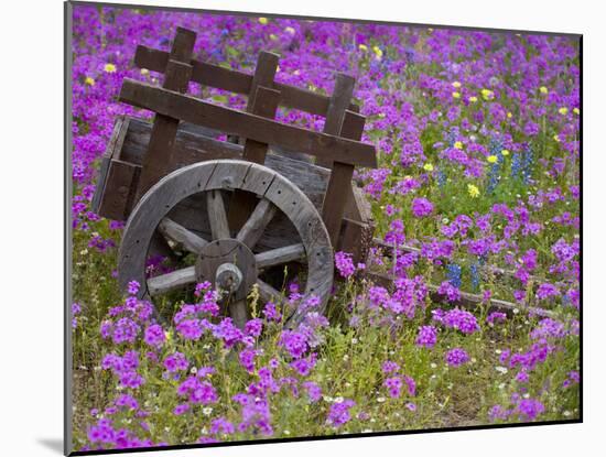 Wooden Cart in Field of Phlox, Blue Bonnets, and Oak Trees, Near Devine, Texas, USA-Darrell Gulin-Mounted Photographic Print