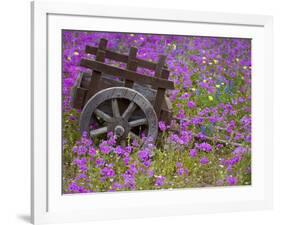 Wooden Cart in Field of Phlox, Blue Bonnets, and Oak Trees, Near Devine, Texas, USA-Darrell Gulin-Framed Photographic Print