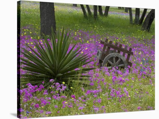 Wooden Cart in Field of Phlox, Blue Bonnets, and Oak Trees, Near Devine, Texas, USA-Darrell Gulin-Stretched Canvas