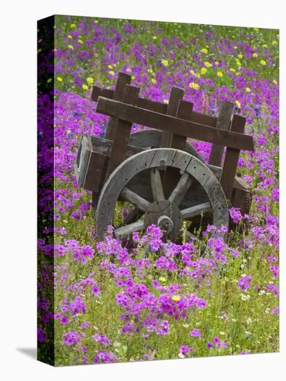 Wooden Cart in Field of Phlox, Blue Bonnets, and Oak Trees, Near Devine, Texas, USA-Darrell Gulin-Stretched Canvas