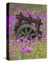 Wooden Cart in Field of Phlox, Blue Bonnets, and Oak Trees, Near Devine, Texas, USA-Darrell Gulin-Stretched Canvas