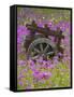 Wooden Cart in Field of Phlox, Blue Bonnets, and Oak Trees, Near Devine, Texas, USA-Darrell Gulin-Framed Stretched Canvas